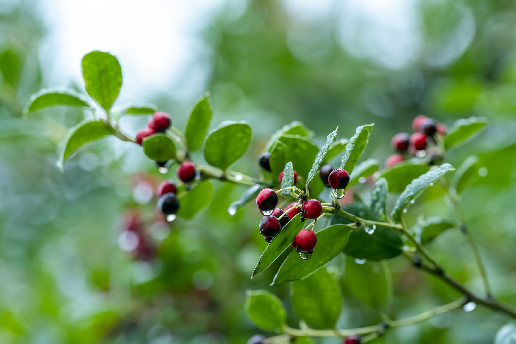 Native_plants_Winterberry Holly credit Al Case.jpg